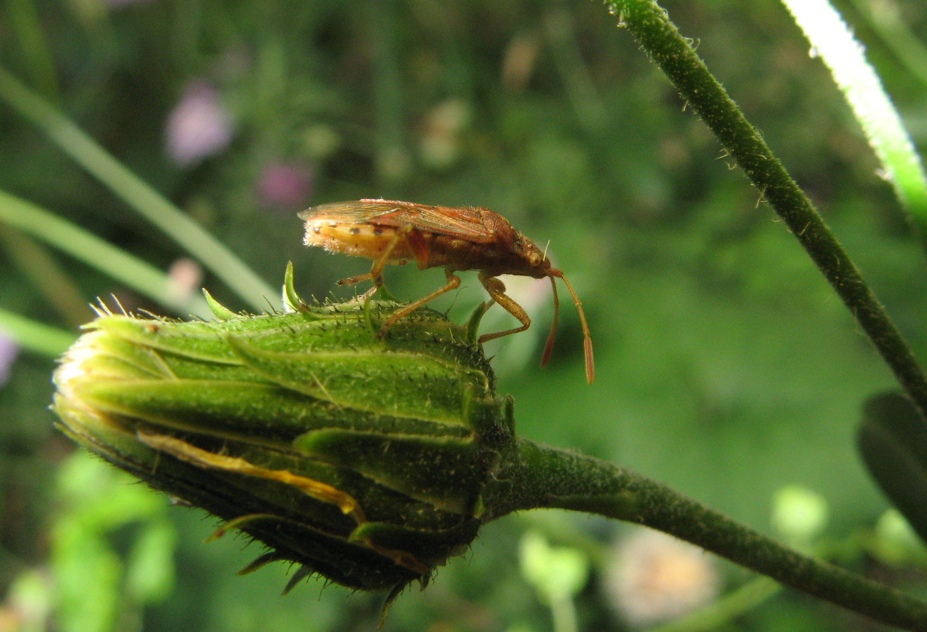 Heteroptera dei Colli Euganei